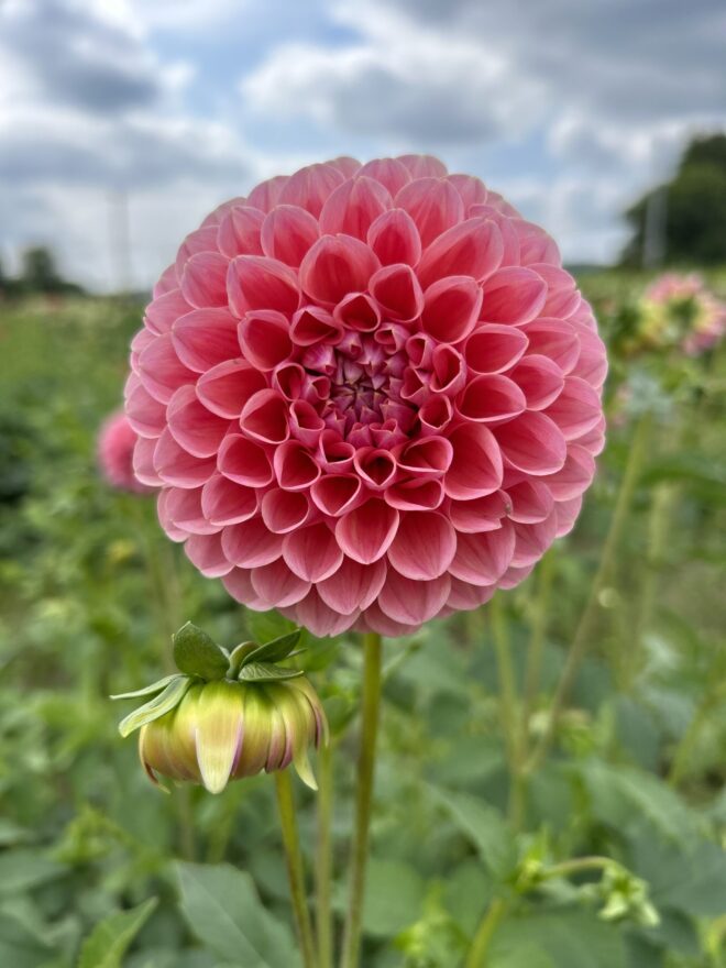 Linda's Baby, dahlia tuber