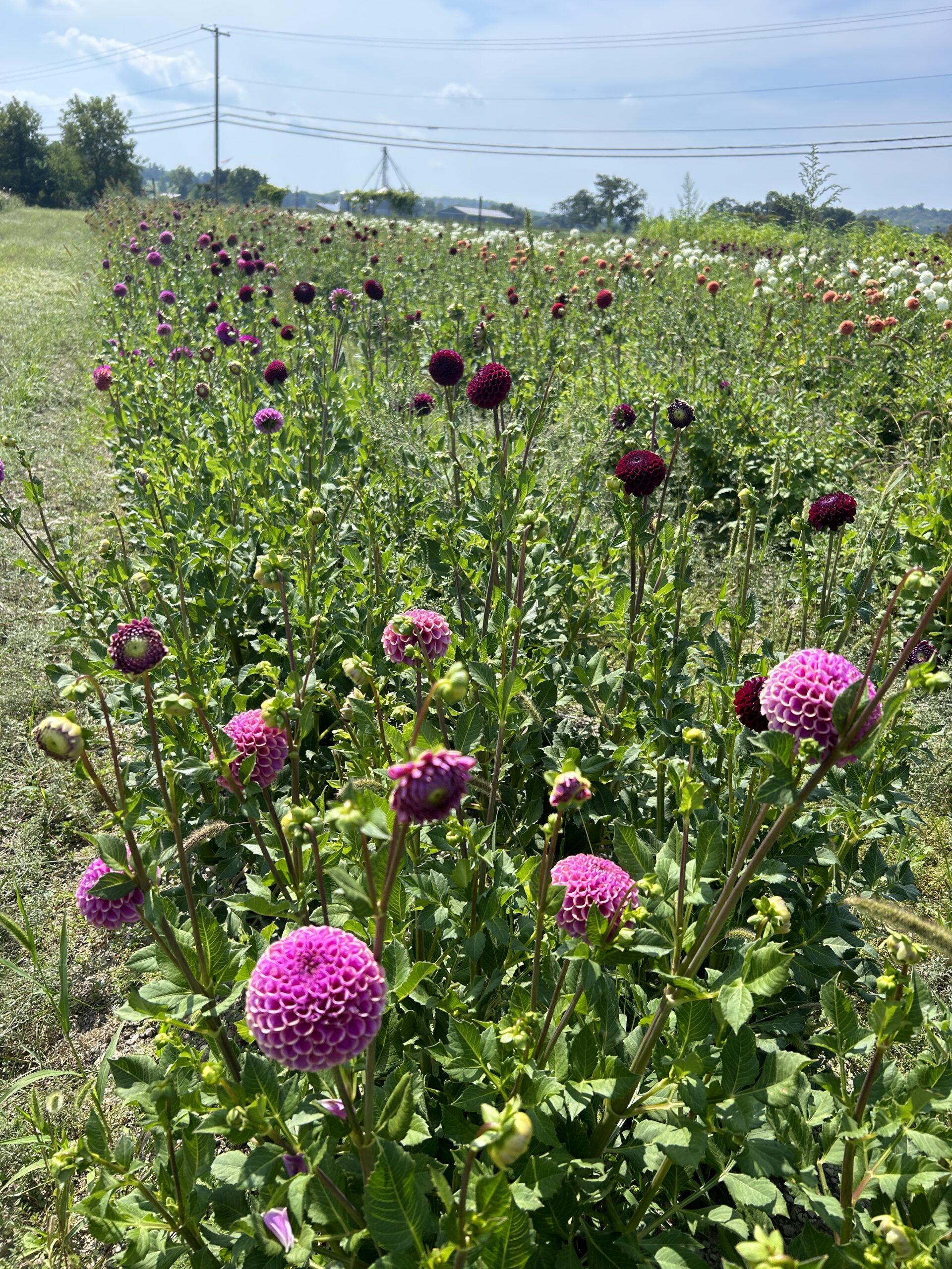 Isabel, dahlia tuber - Image 3