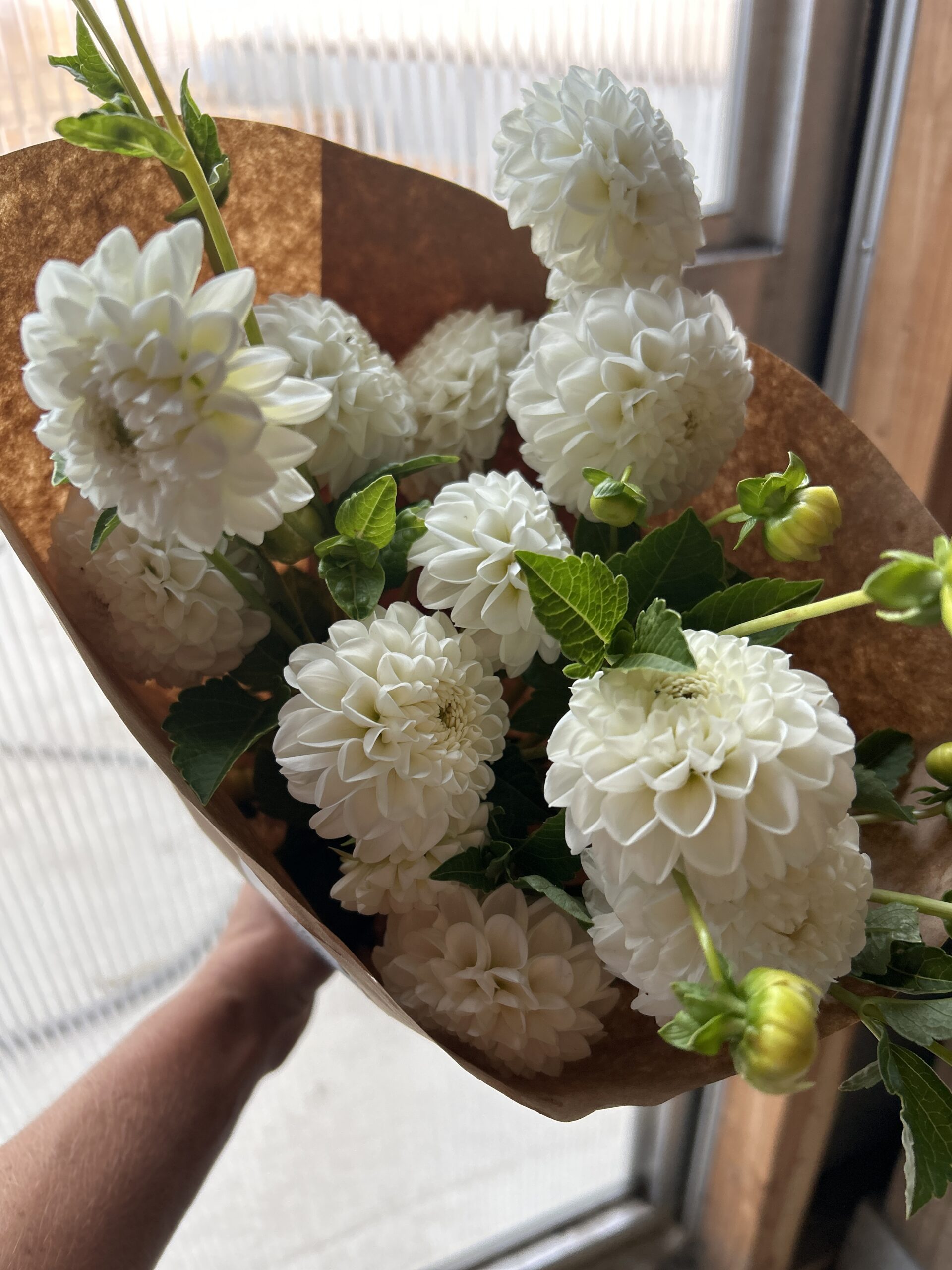 Orsett Beauty, dahlia tuber - Image 2