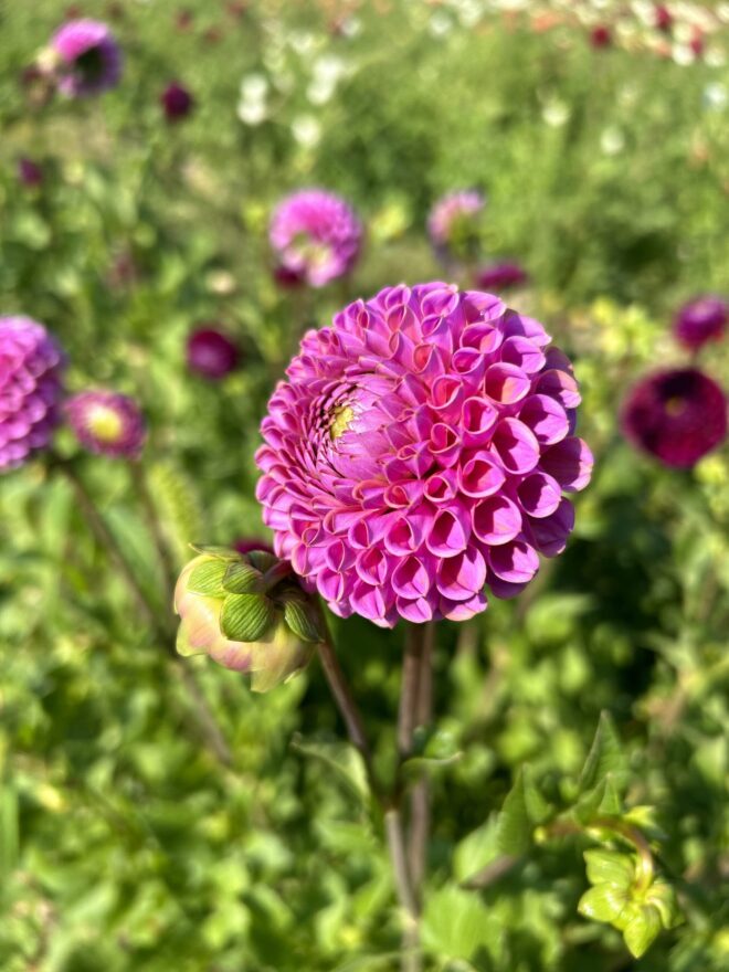 Isabel, dahlia tuber