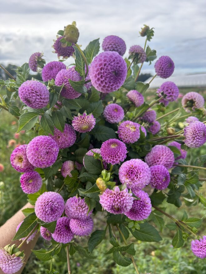 Frank Holmes, dahlia tuber