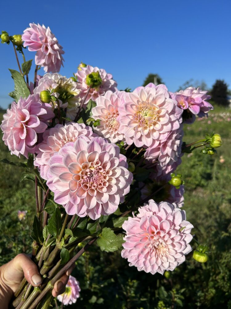 Sweet Nathalie, dahlia tuber - Image 2