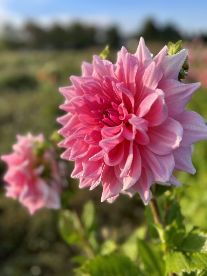 Otto's Thrill, dahlia tuber