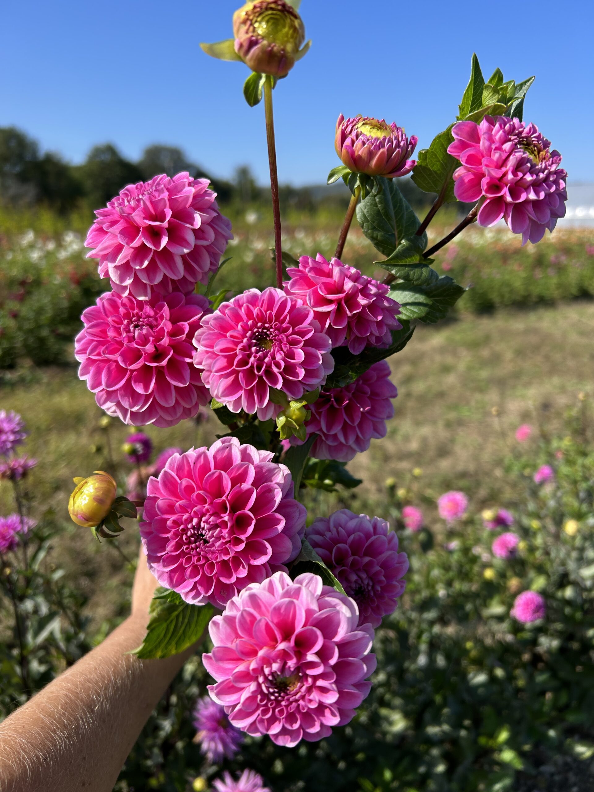 Veerle, dahlia tuber