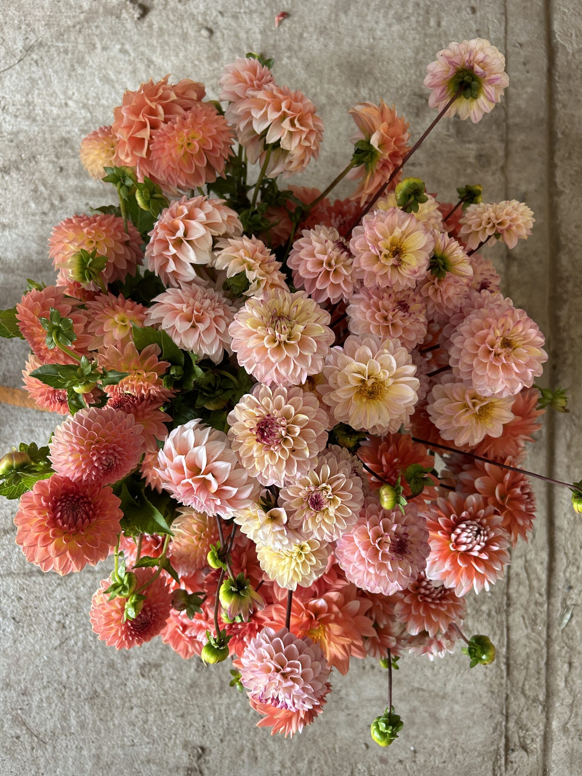 Tuber Collection: Peach Garden