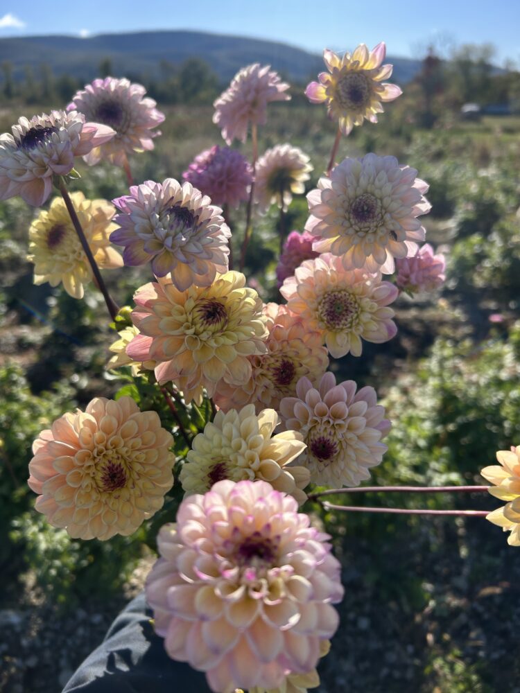 Wine Eyed Jill, dahlia tuber - Image 3