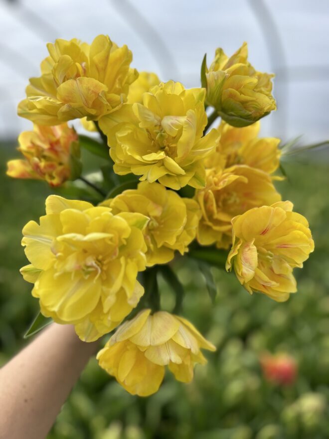 Tulip, 'Foxy Foxtrot'