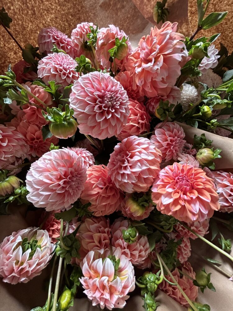 Peaches, dahlia tuber - Image 2