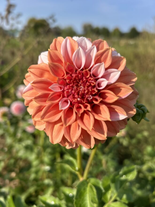 Peaches, dahlia tuber