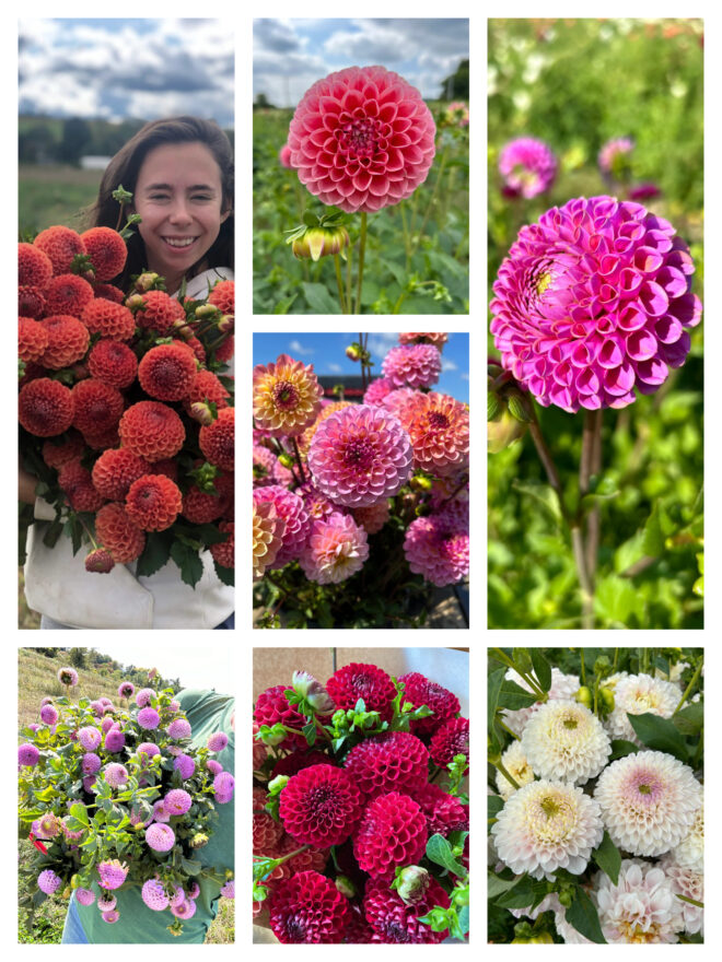 Tuber Collection: Ball Dahlias