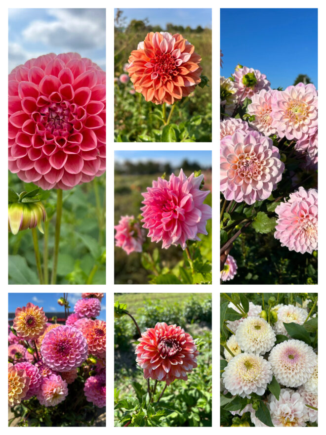 Tuber Collection: Our Best Pinks