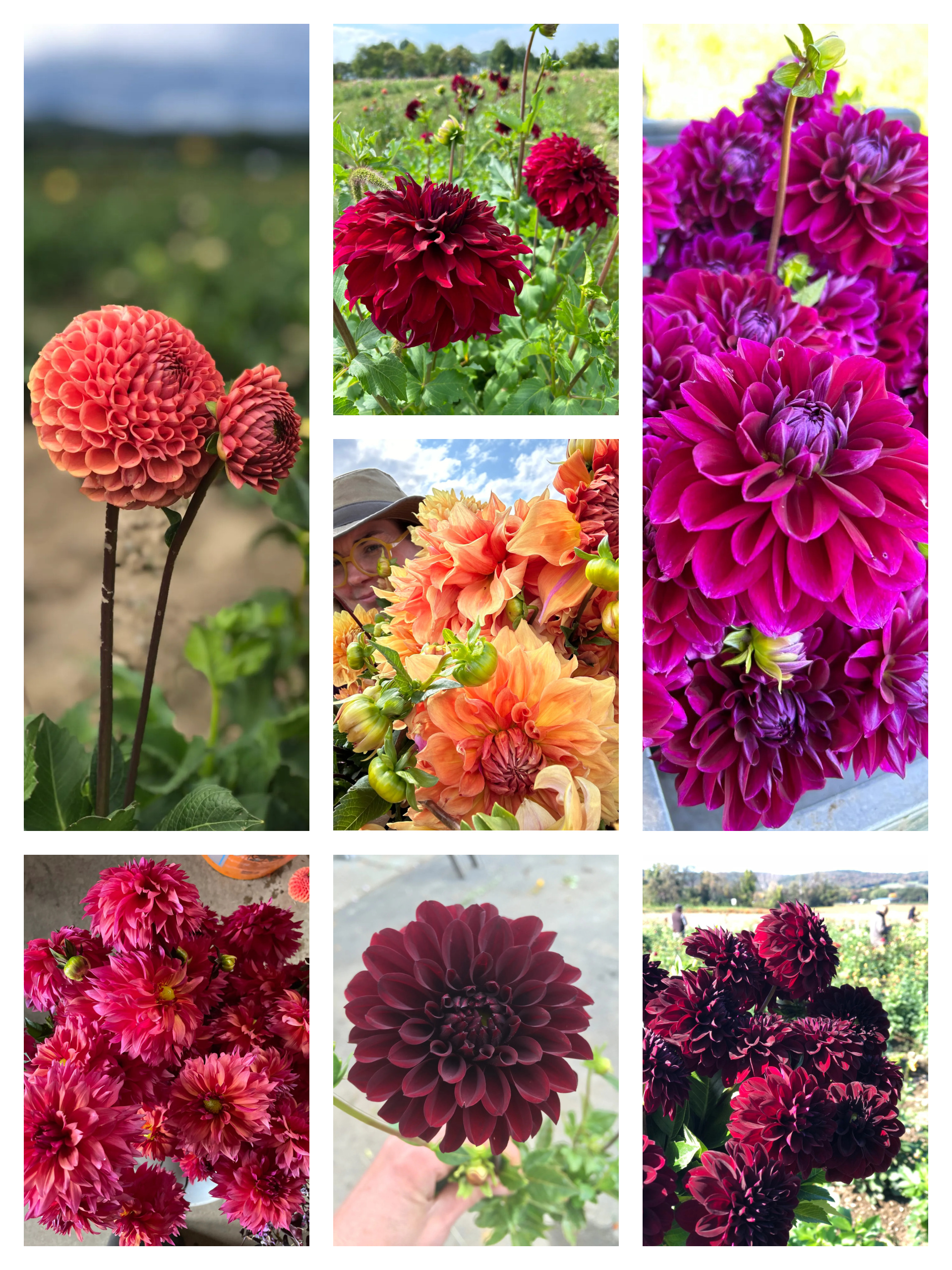 Tuber Collection: Spectacular Fall Color