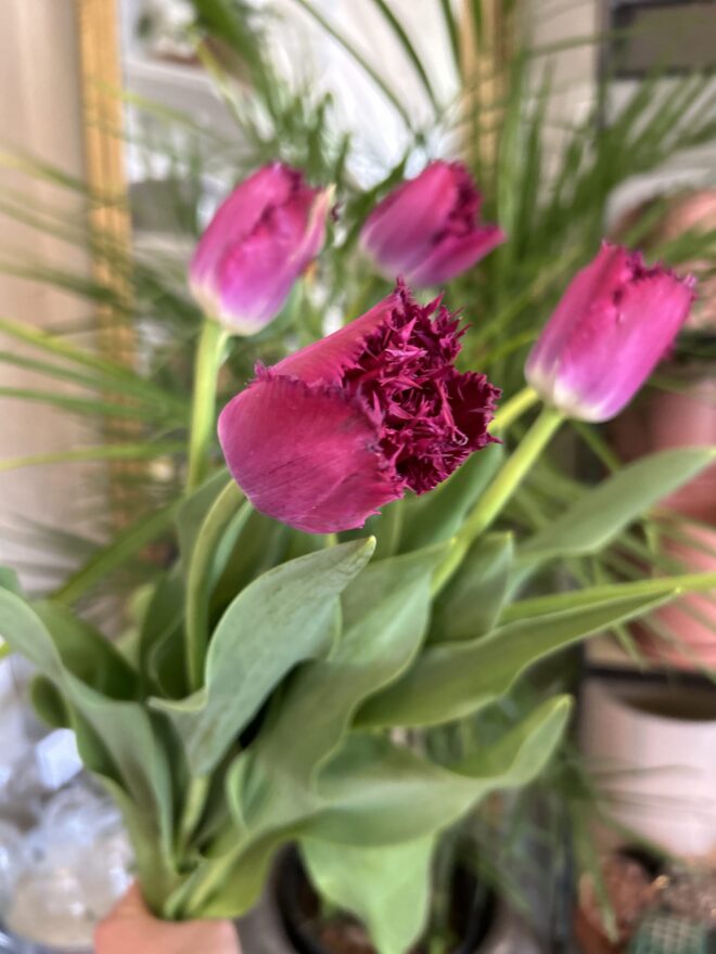 Tulip, 'Purple Crystal'