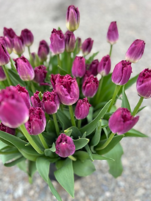 Tulip, 'Syneda Amor'