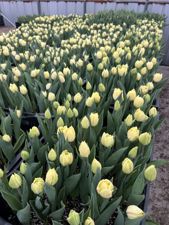 Tulip, 'Secret Perfume'