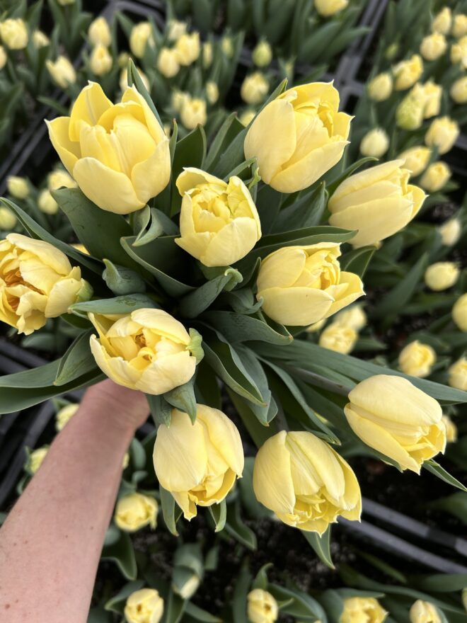 Tulip, 'Secret Perfume'