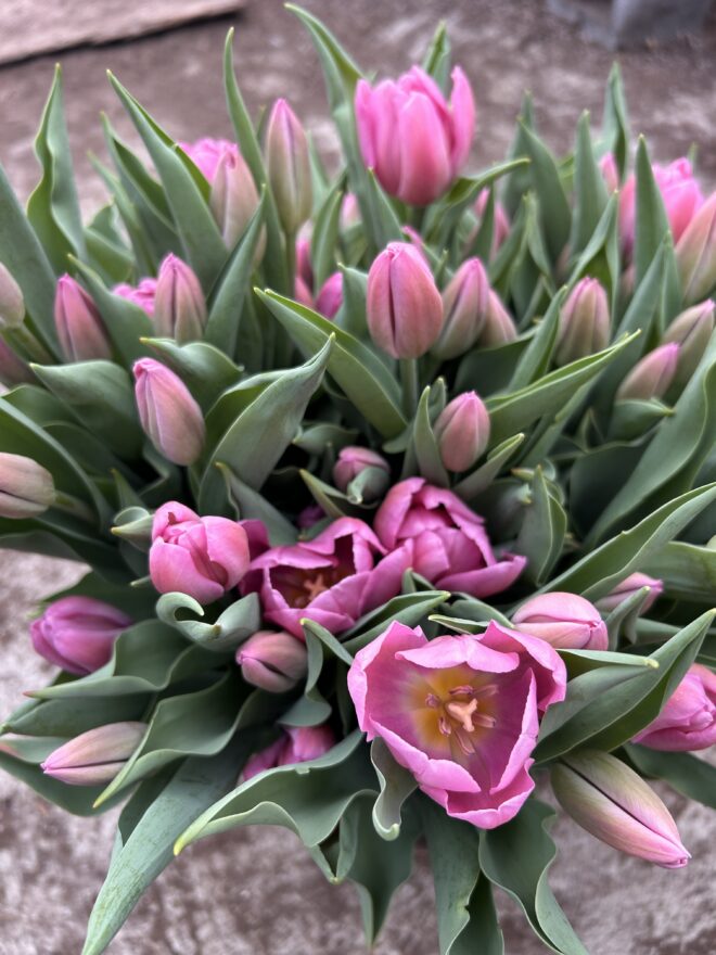 Tulip, 'Syneda Amor'