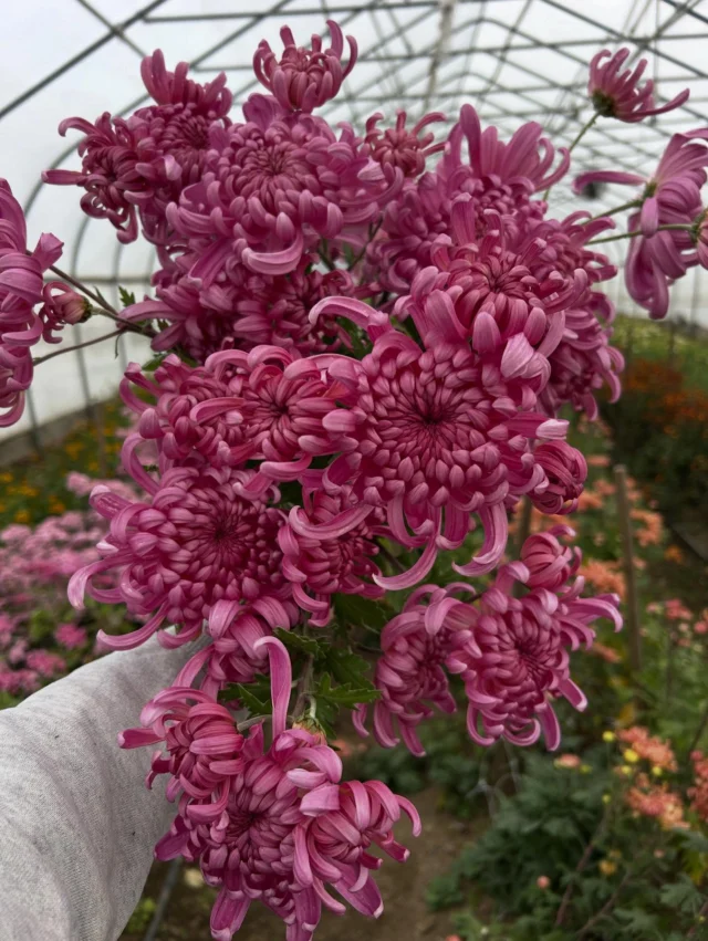 Hillcrest Suffusion, dahlia tuber